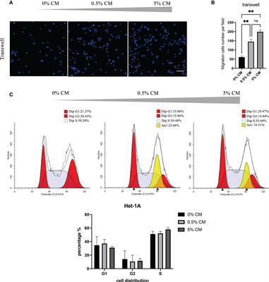 Porphyromonas gingivalis secretion leads to dysplasia of normal esophageal epithelial cells via the Sonic hedgehog pathway